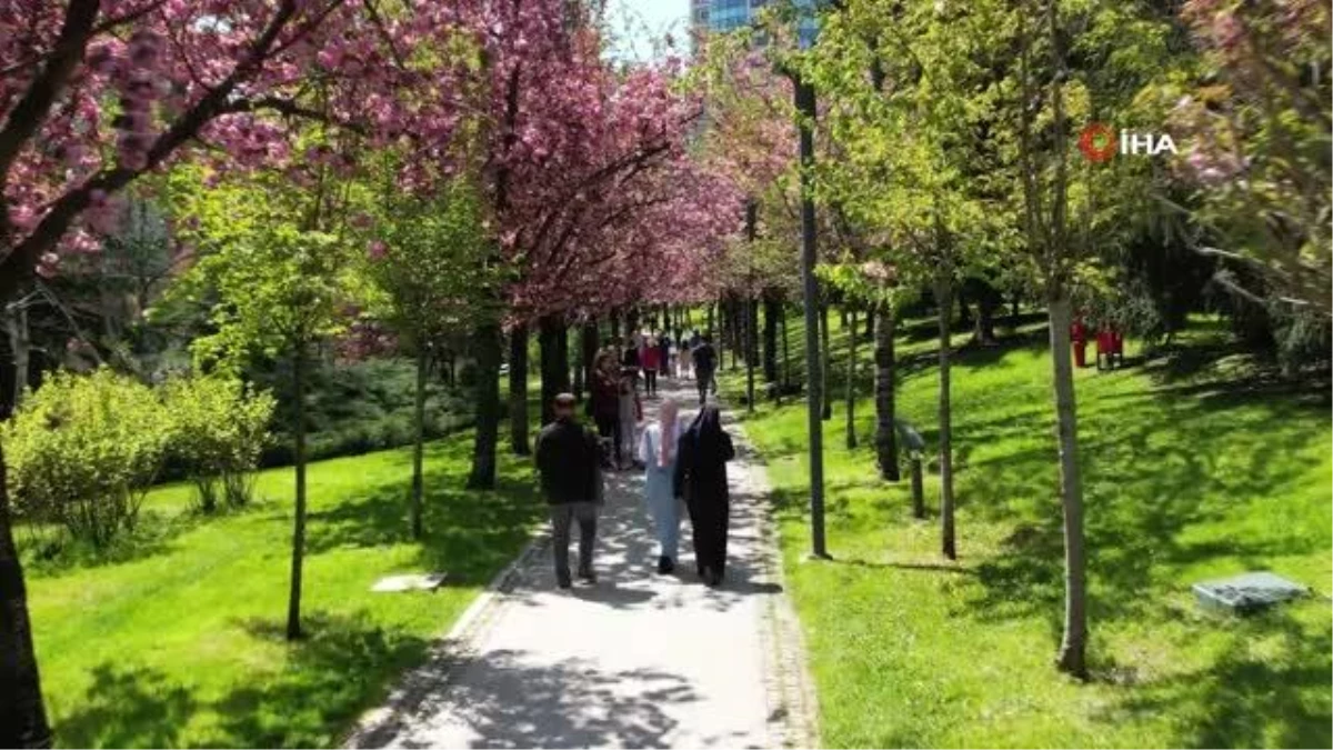 Baharın müjdeleyicisi "sakura ağaçları"ndan görsel şölen