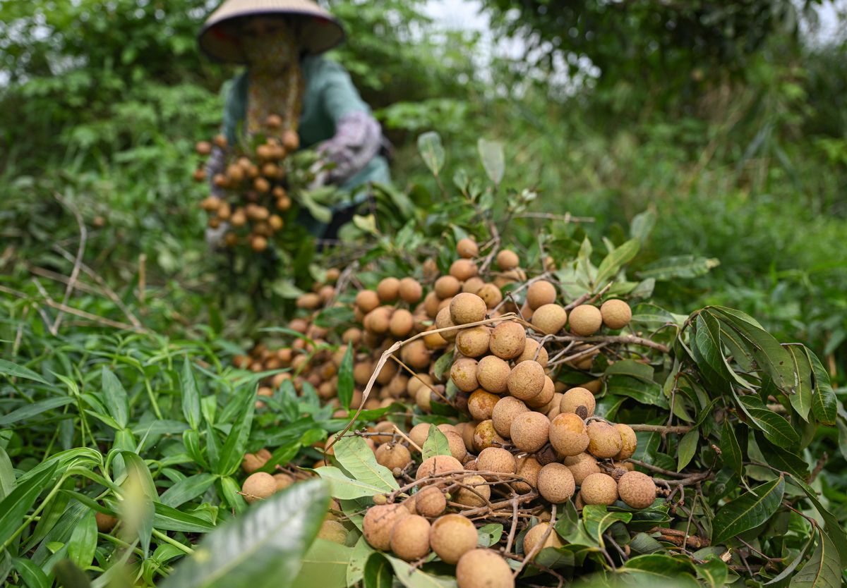 Çin\'de Longan Meyvesinin Hasadı Başladı