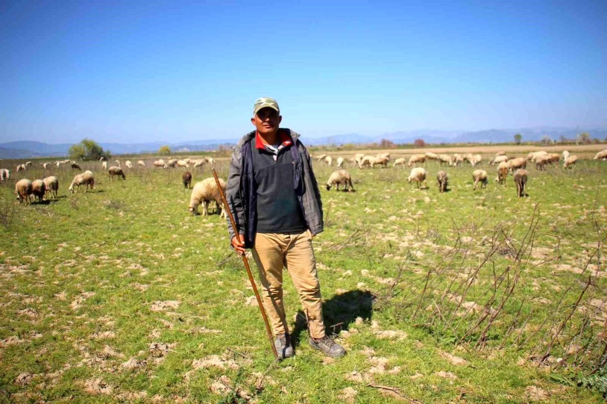 Aydın\'da çobanlık yaparak ayda ortalama 25 bin TL kazanan Halil Karapınar