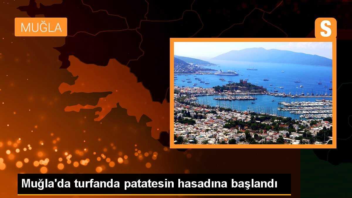 Muğla\'nın Datça ilçesinde turfanda patates hasadı başladı