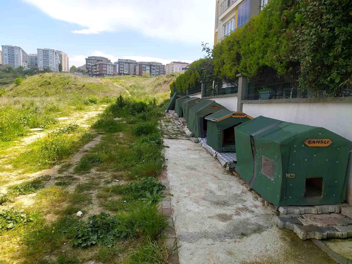 Araç sürücüsü yol kenarında yatan köpeği ezerek kaçtı