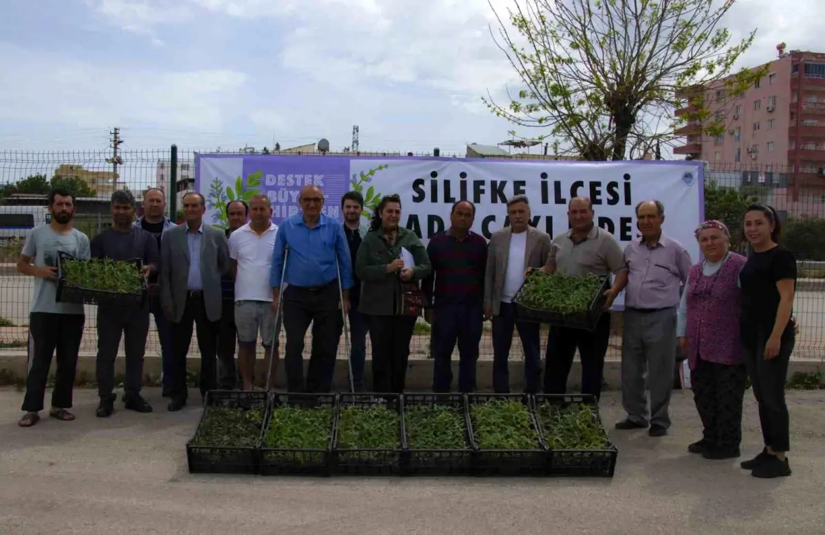 Silifke\'de üreticilere 50 bin adet ada çayı fidesi desteği