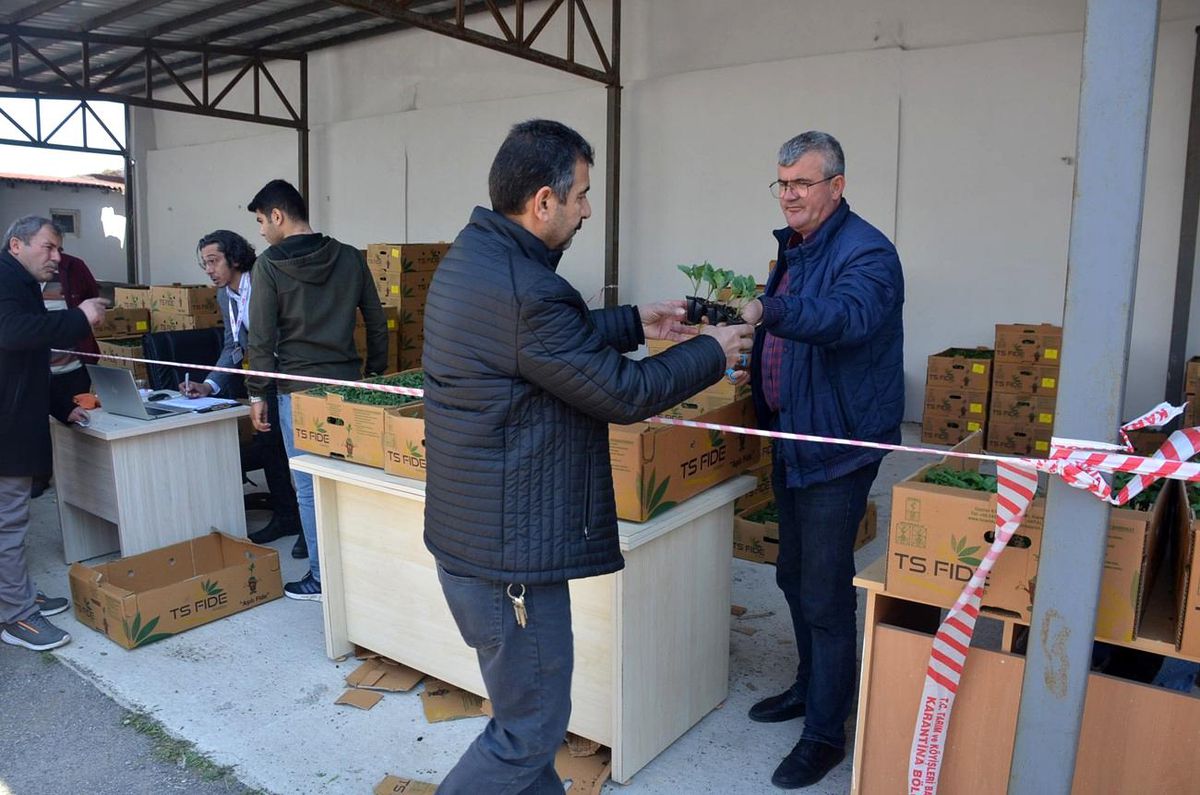 Sinop\'ta Çiftçilere 80 Bin Sebze Fidesi Dağıtıldı