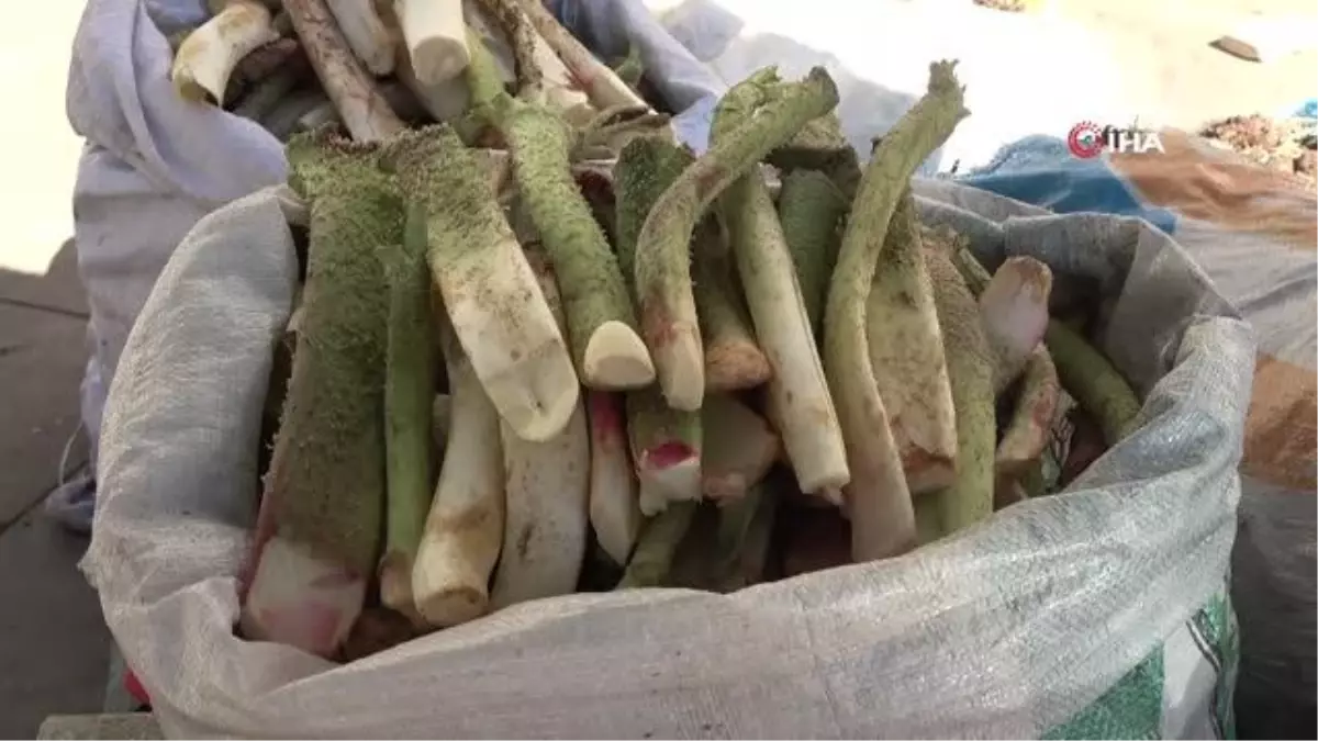 Doğunun muzu ışkın tezgahlarda yerini aldı