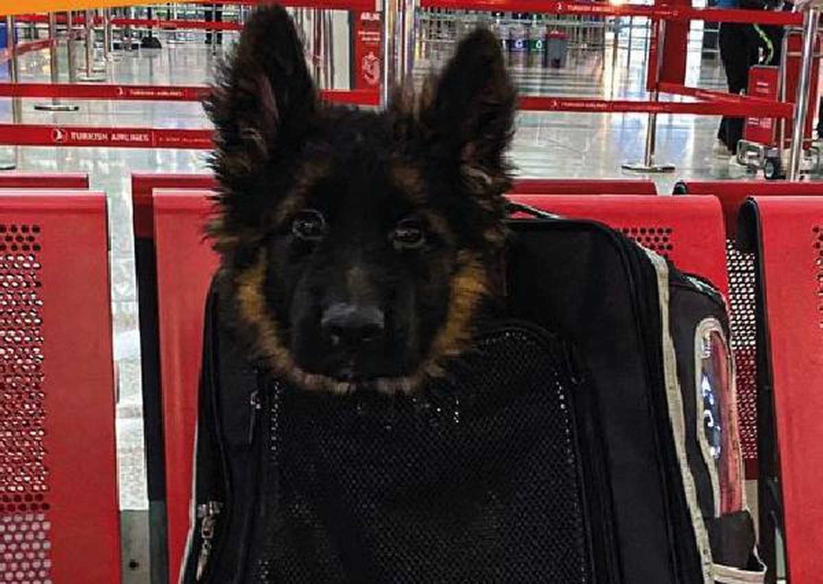 Türkiye, Meksika\'ya Proteo\'nun anısına yavru köpek yolladı