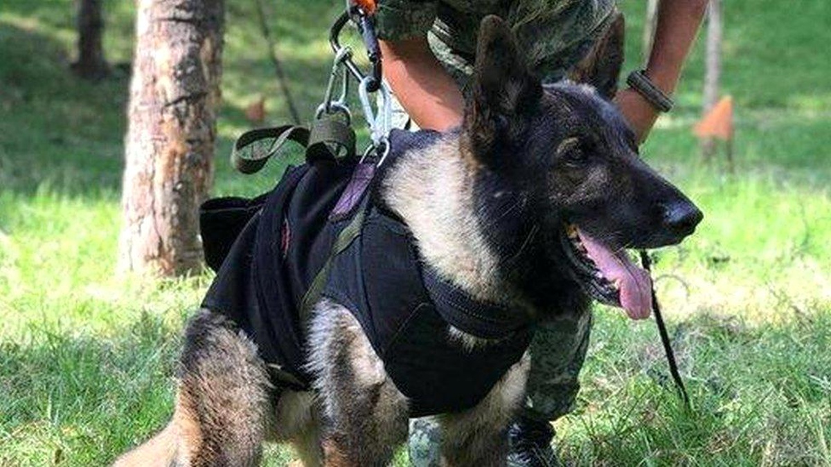 Türkiye, Meksikalı arama kurtarma köpeği Preto\'ya Alman çoban yavrusuyla teşekkür etti