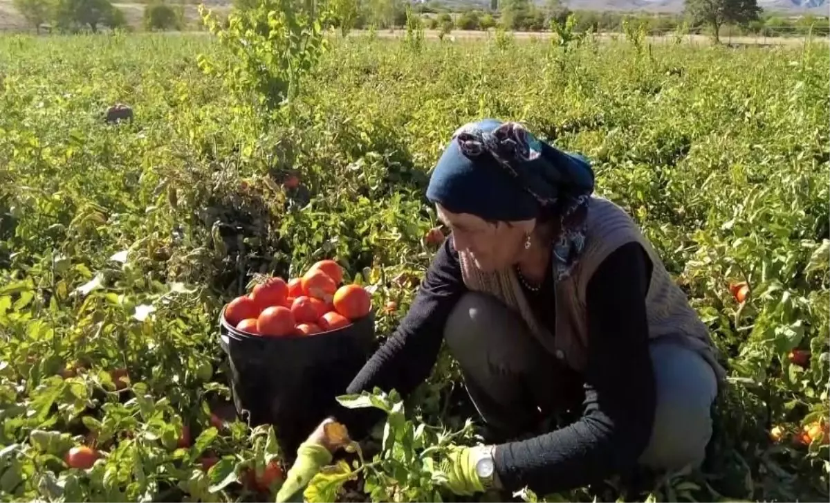 Üniversite mezunu kadın çiftçi Erzincan\'da 70 ton domates üretiyor