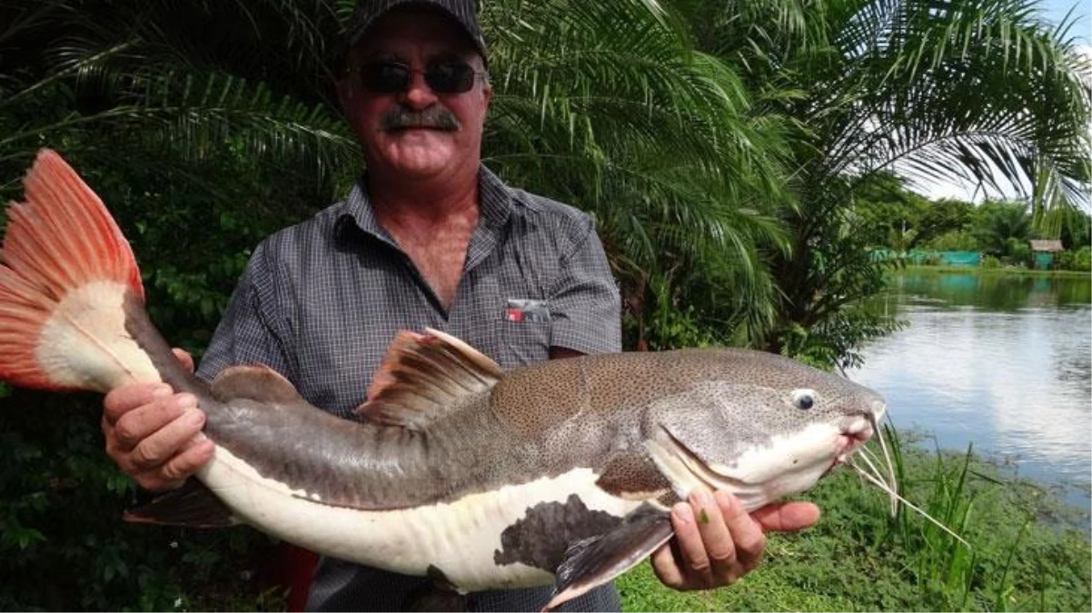 Avustralya\'da yaşanan olayda balık tutan adamın cesedi günler sonra timsahın içinden çıktı