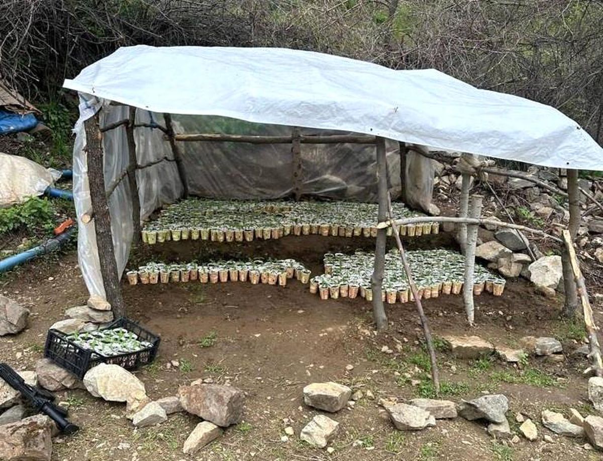 Bingöl\'de 3 Bin 340 Kök Kenevir Ele Geçirildi