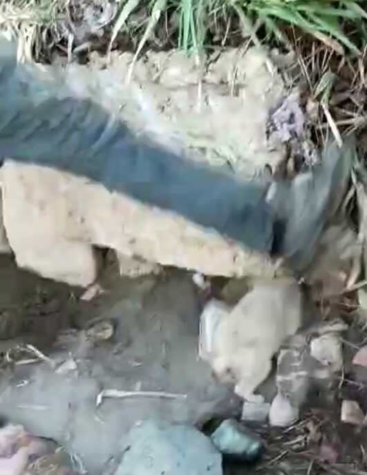 Hatay'da köpeğe işkence kamerada Hatay'da köpeğe işkence kamerada