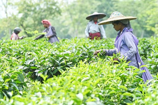 Hindistan'ın Tripura Eyaletinde Çay Hasadı Başladı Hindistan'ın Tripura Eyaletinde Çay Hasadı Başladı