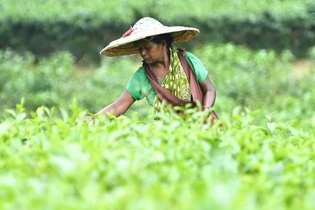 Hindistan'ın Tripura Eyaletinde Çay Hasadı Başladı Hindistan'ın Tripura Eyaletinde Çay Hasadı Başladı