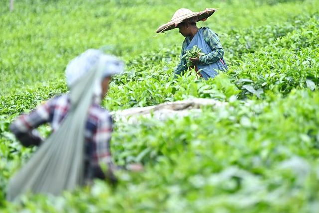 Hindistan'ın Tripura Eyaletinde Çay Hasadı Başladı Hindistan'ın Tripura Eyaletinde Çay Hasadı Başladı