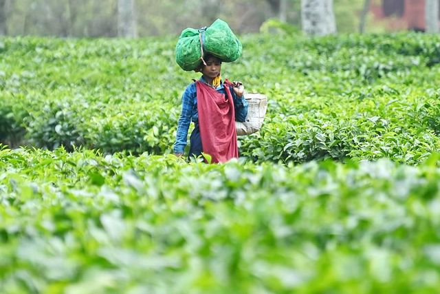Hindistan'ın Tripura Eyaletinde Çay Hasadı Başladı Hindistan'ın Tripura Eyaletinde Çay Hasadı Başladı