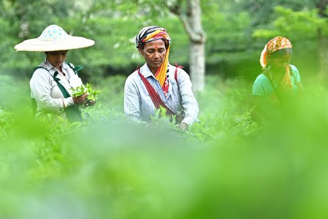 Hindistan'ın Tripura Eyaletinde Çay Hasadı Başladı Hindistan'ın Tripura Eyaletinde Çay Hasadı Başladı
