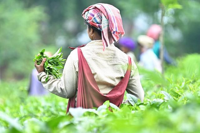 Hindistan'ın Tripura Eyaletinde Çay Hasadı Başladı Hindistan'ın Tripura Eyaletinde Çay Hasadı Başladı