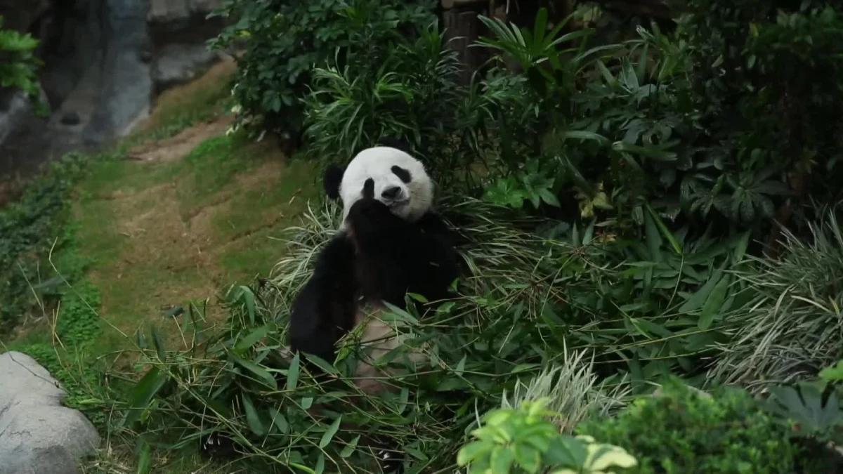 Hong Kong\'daki Dev Pandaların Bakımı