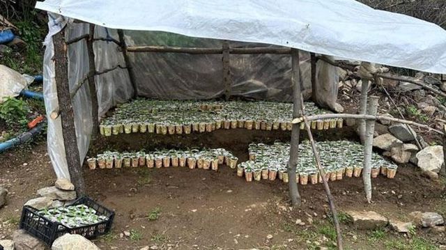 Karton bardakta uyuşturucu yetiştirdiler