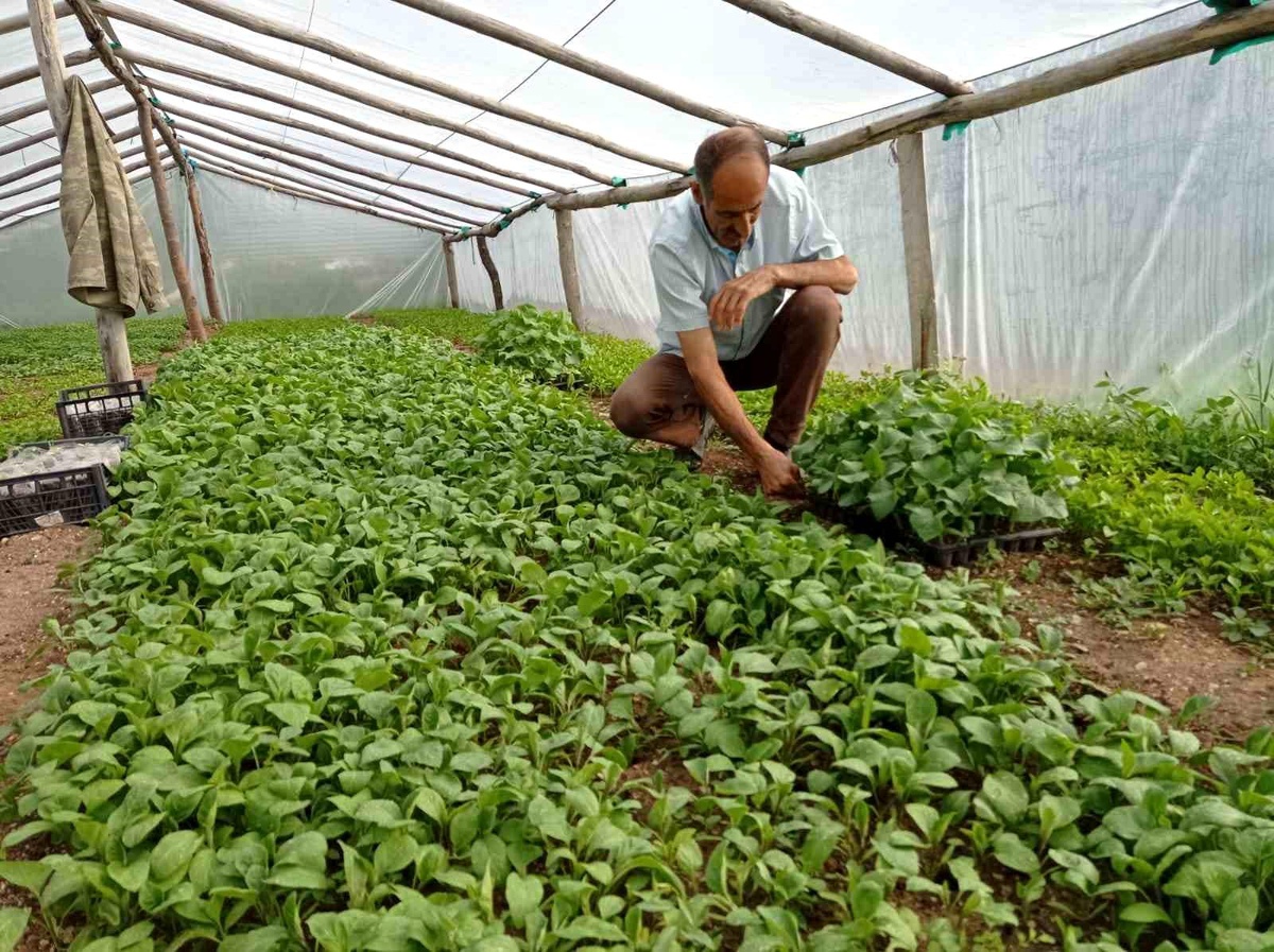 Tunceli\'de Muhtarlık Yapan Ali Kılıç, Sebze Fidesi Yetiştirerek Üretime Teşvik Ediyor