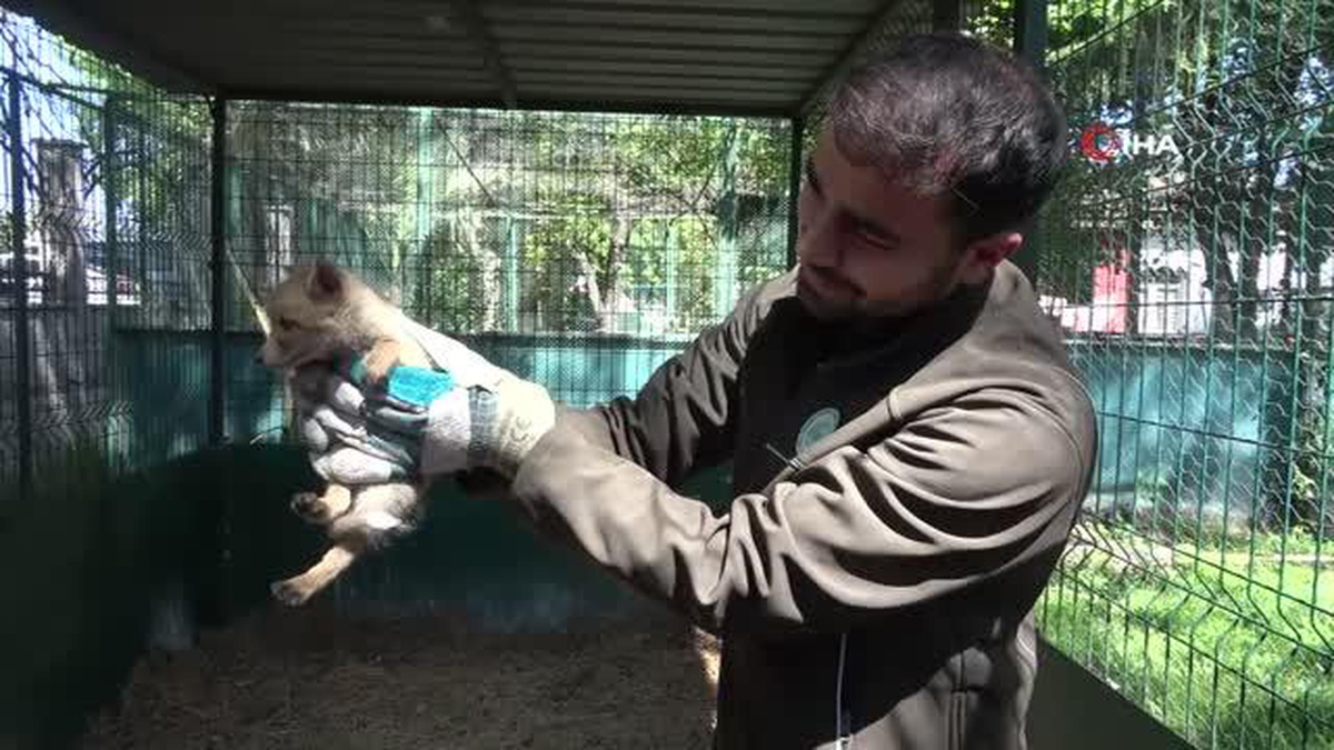 Yavru tilki yol yapım çalışması sırasında bulundu ve koruma altına alındı