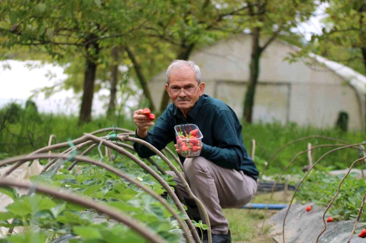 Zonguldak\'ta emekli madenci çilek ve karpuz bahçeleriyle siparişe yetişemiyor