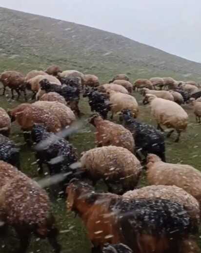 Ahlat'ta mayısta kar sürprizi: Koyunlar merada kara yakalandı Ahlat'ta mayısta kar sürprizi: Koyunlar merada kara yakalandı