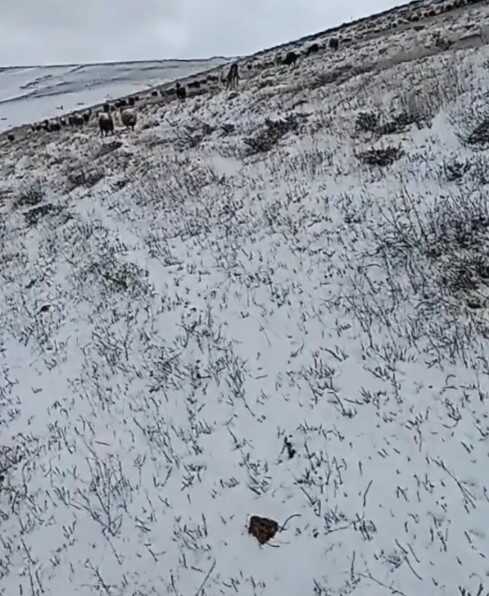 Ahlat'ta mayısta kar sürprizi: Koyunlar merada kara yakalandı Ahlat'ta mayısta kar sürprizi: Koyunlar merada kara yakalandı