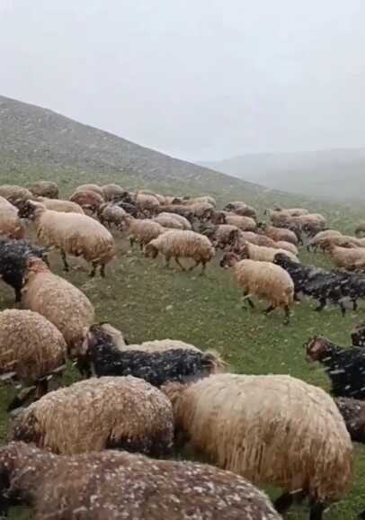 Ahlat'ta mayısta kar sürprizi: Koyunlar merada kara yakalandı Ahlat'ta mayısta kar sürprizi: Koyunlar merada kara yakalandı