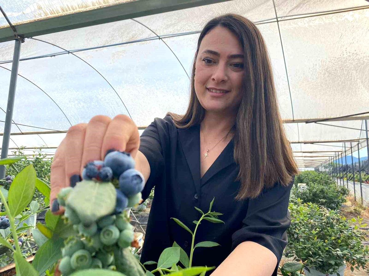 Antalya\'da Mavi Yemiş Üretimi Ön Plana Çıkıyor