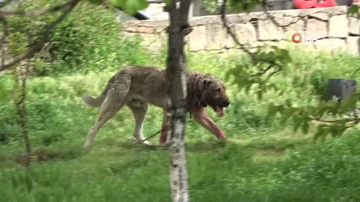 Başıboş sokak köpeği dehşet saçtı: Önce çocuğu ısırdı sonra köpeği boğdu