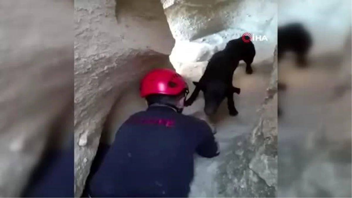 Kayalıklarda mahsur kalan köpeğin yardımına itfaiye ekipleri yetişti