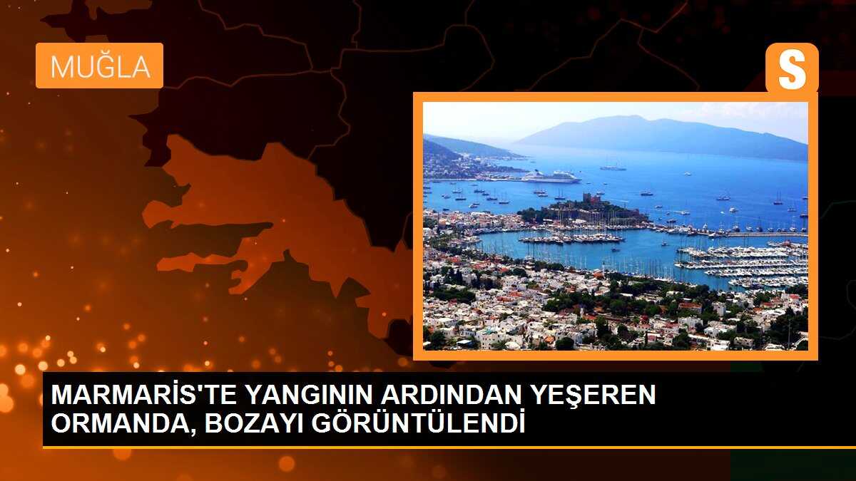 MARMARİS\'TE YANGININ ARDINDAN YEŞEREN ORMANDA, BOZAYI GÖRÜNTÜLENDİ