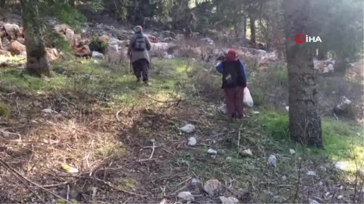 Antalya\'da Kuzugöbeği Mantarı Gelir Kapısı Oldu