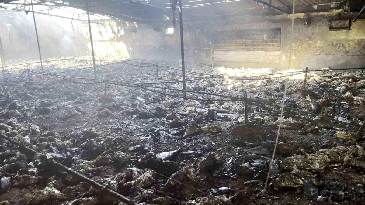 Sakarya\'da Yumurta Çiftliğinde Yangın: 8 Bin 600 Tavuk Telef Oldu