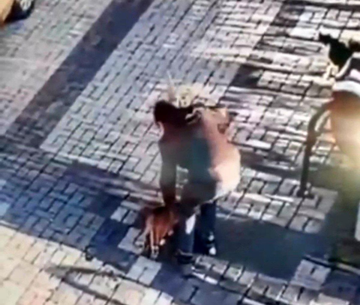 Kayseri\'de Kediye Mala İle Saldıran Çocuk Yakalandı