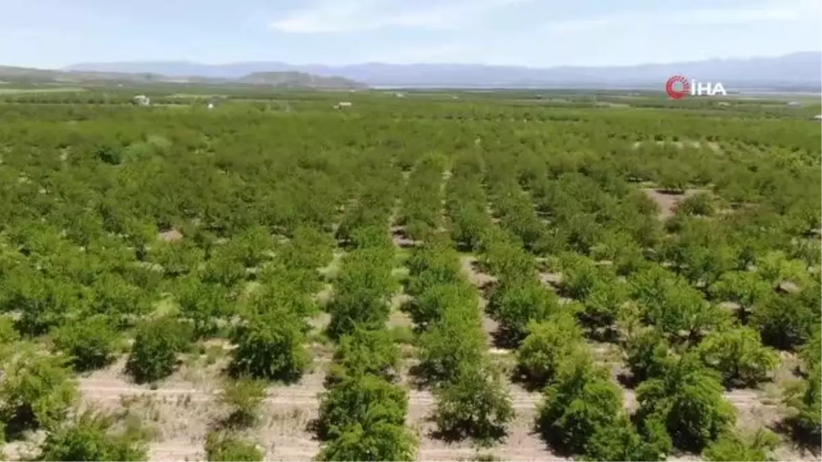 Baskilde kayısı ağaçları boş kaldı rekolte yüzde 80 düştü