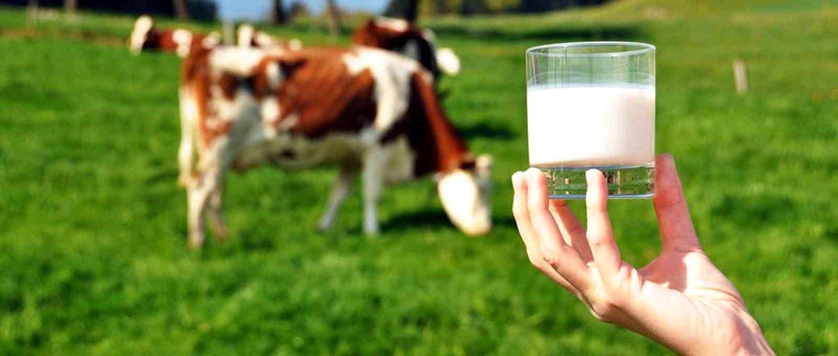2022\'de çiğ süt üretimi azaldı, kırmızı et üretimi arttı