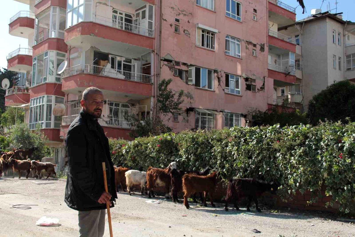 Hatay\'da Depremin Ardından Boşalan Siteler Keçilere Kaldı
