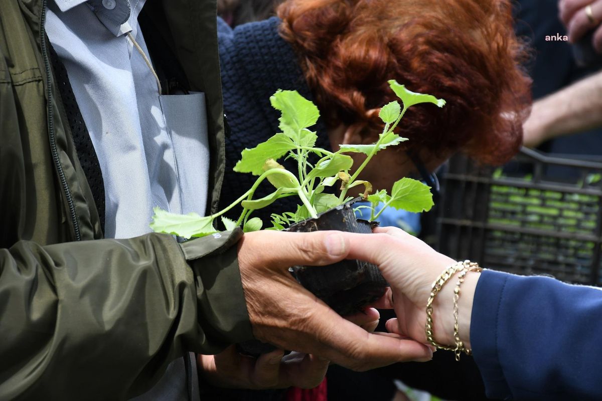 Lüleburgaz Belediyesi Ata Tohumlarından 10 Bin Fideyi Vatandaşlarla Paylaştı