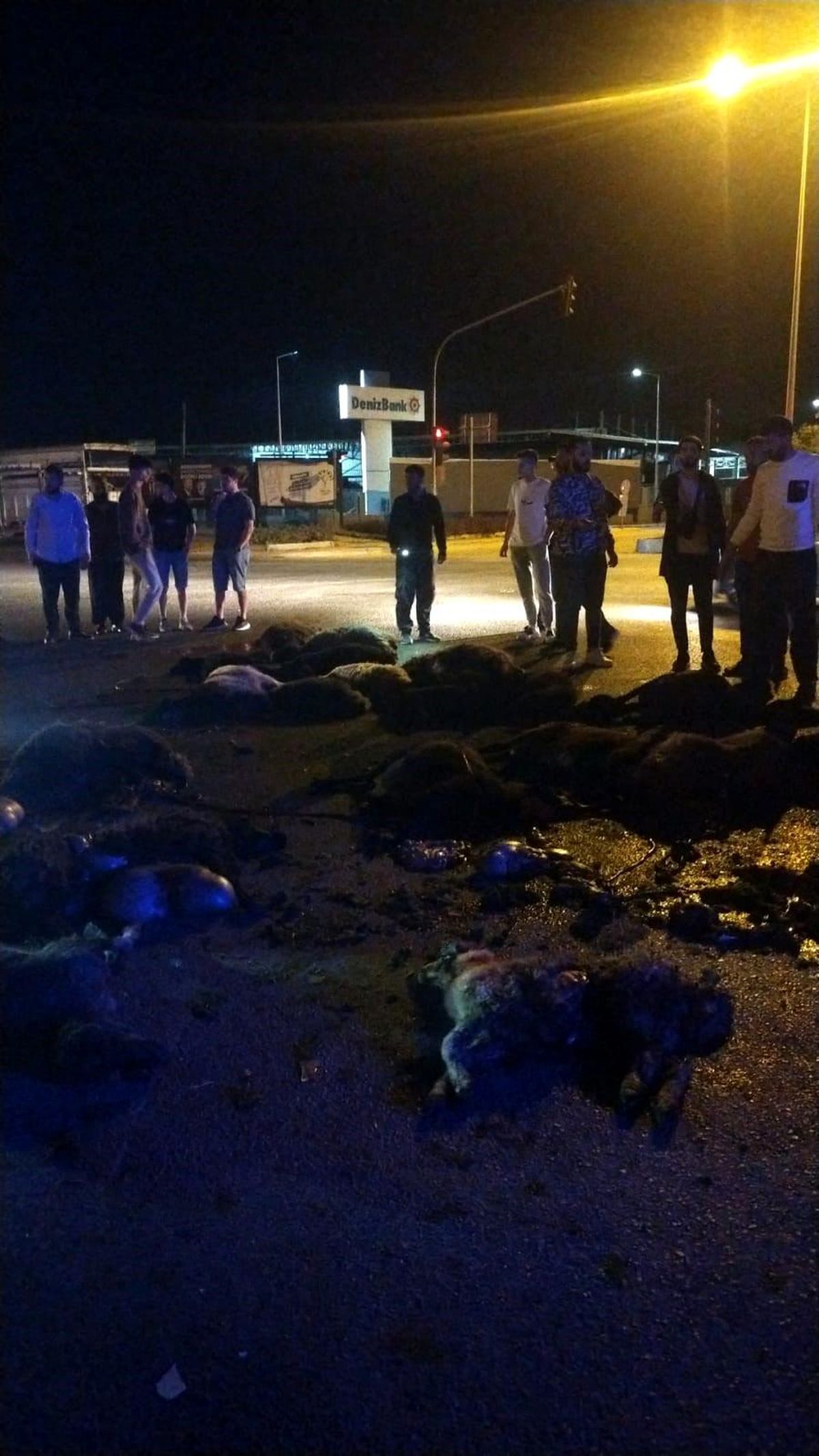 Mersin Tarsus\'ta Otomobil Hayvan Sürüsüne Çarptı: 20 Koyun Telef Oldu
