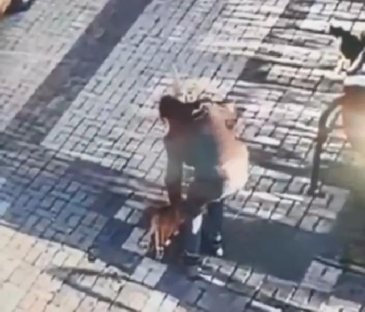 Kayseri\'de kediye malayla eziyet eden çocuk yakalandı