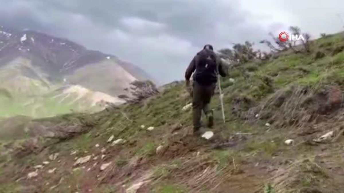 Pancar toplamak için dağlara tırmanıp kilometrelerce yürüyorlar