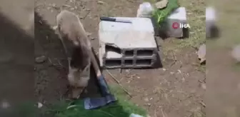 Piknikçilerin davetsiz misafirleri