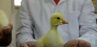 Bingöl Üniversitesi'nde kanatlı hayvan kuluçka merkezi kuruldu