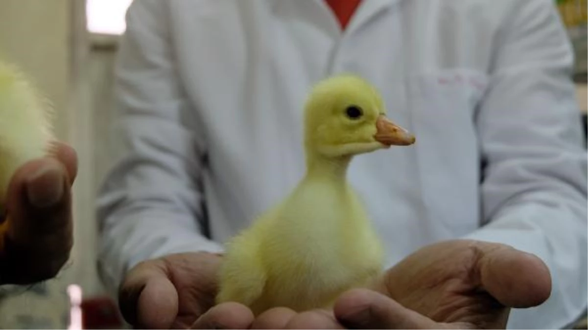 Bingöl Üniversitesi\'nde kanatlı hayvan kuluçka merkezi kuruldu