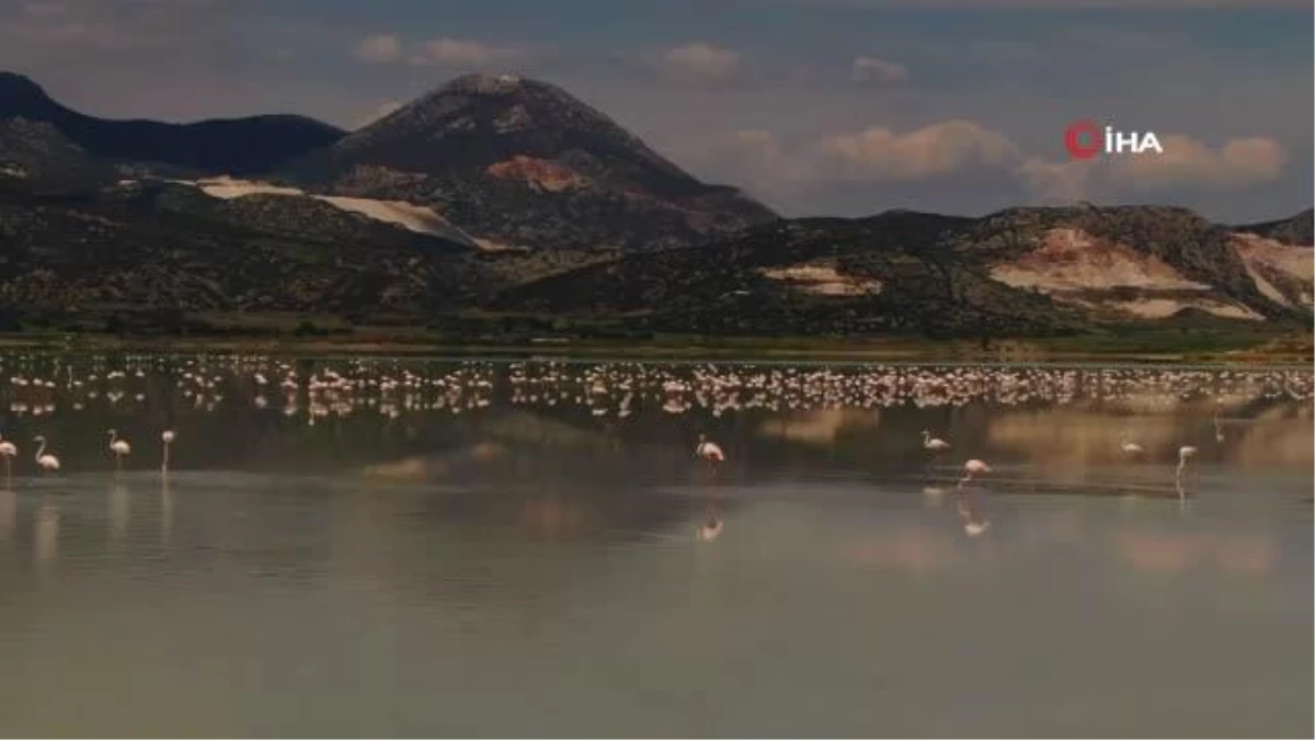 Yarışlı Gölüne gelen 3 bin flamingonun göldeki yansımaları eşsiz bir manzara sundu