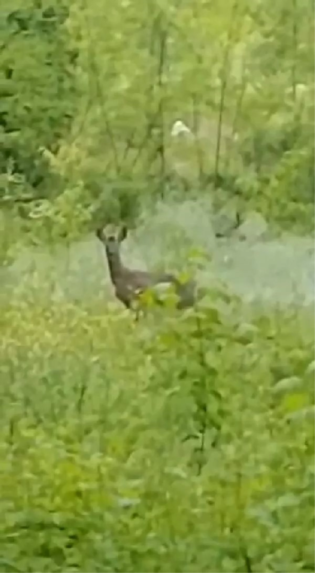 Zonguldak\'ta ormanda doğum yapan geyik ve yavruları koruma altına alındı
