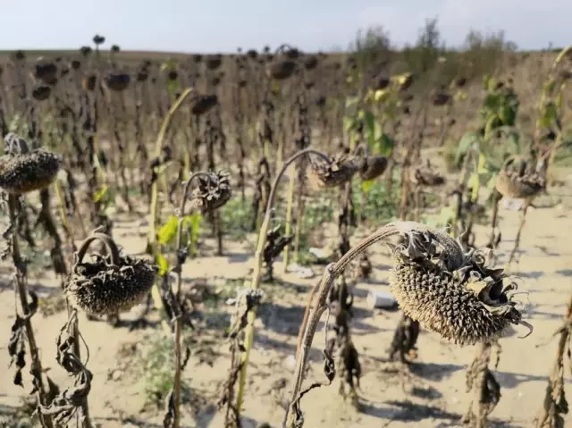 Çinli Bilim İnsanları: Ani Kuraklıklar Gelecekte Daha Sık Meydana Gelecek Çinli Bilim İnsanları: Ani Kuraklıklar Gelecekte Daha Sık Meydana Gelecek