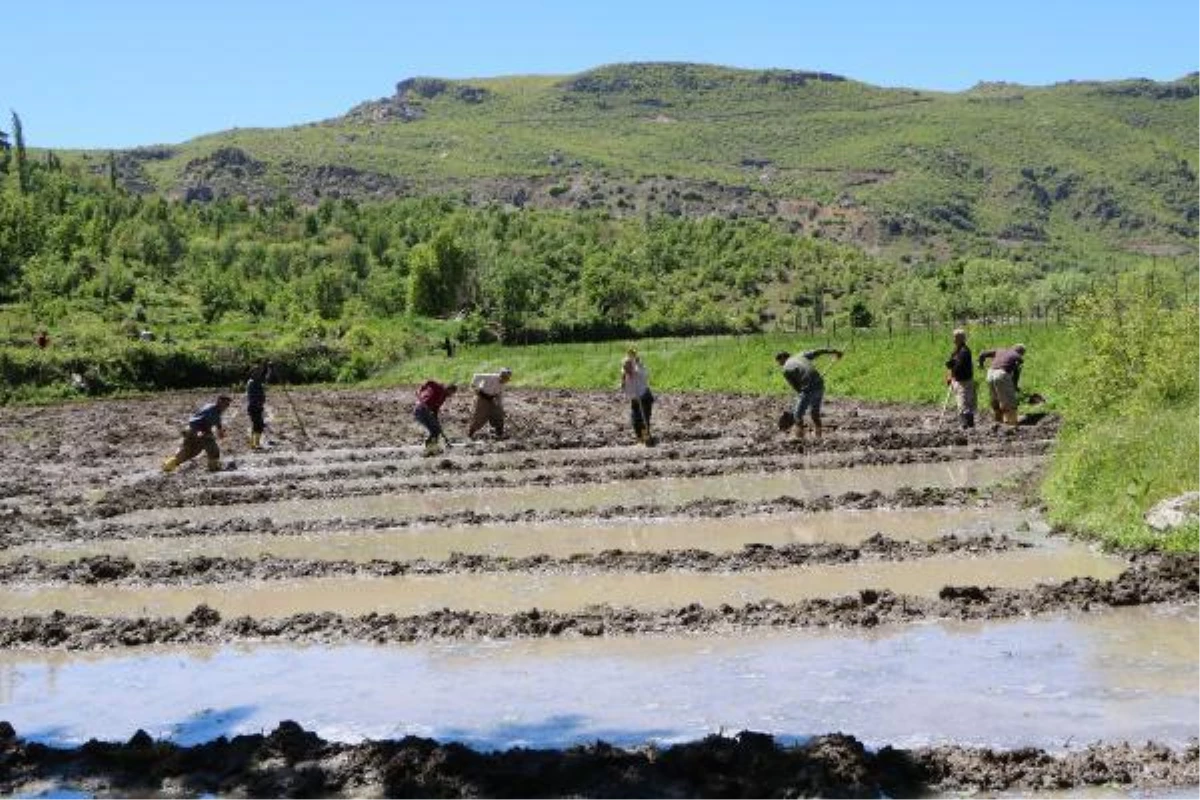 Hakkari\'nin Çukurca ilçesinde çeltik üretimi imece usulü yapılıyor