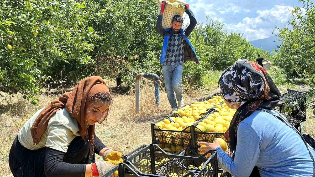 AK Parti Büyükşehir Belediyeleri, Hatay\'ın limon üreticilerine destek oldu